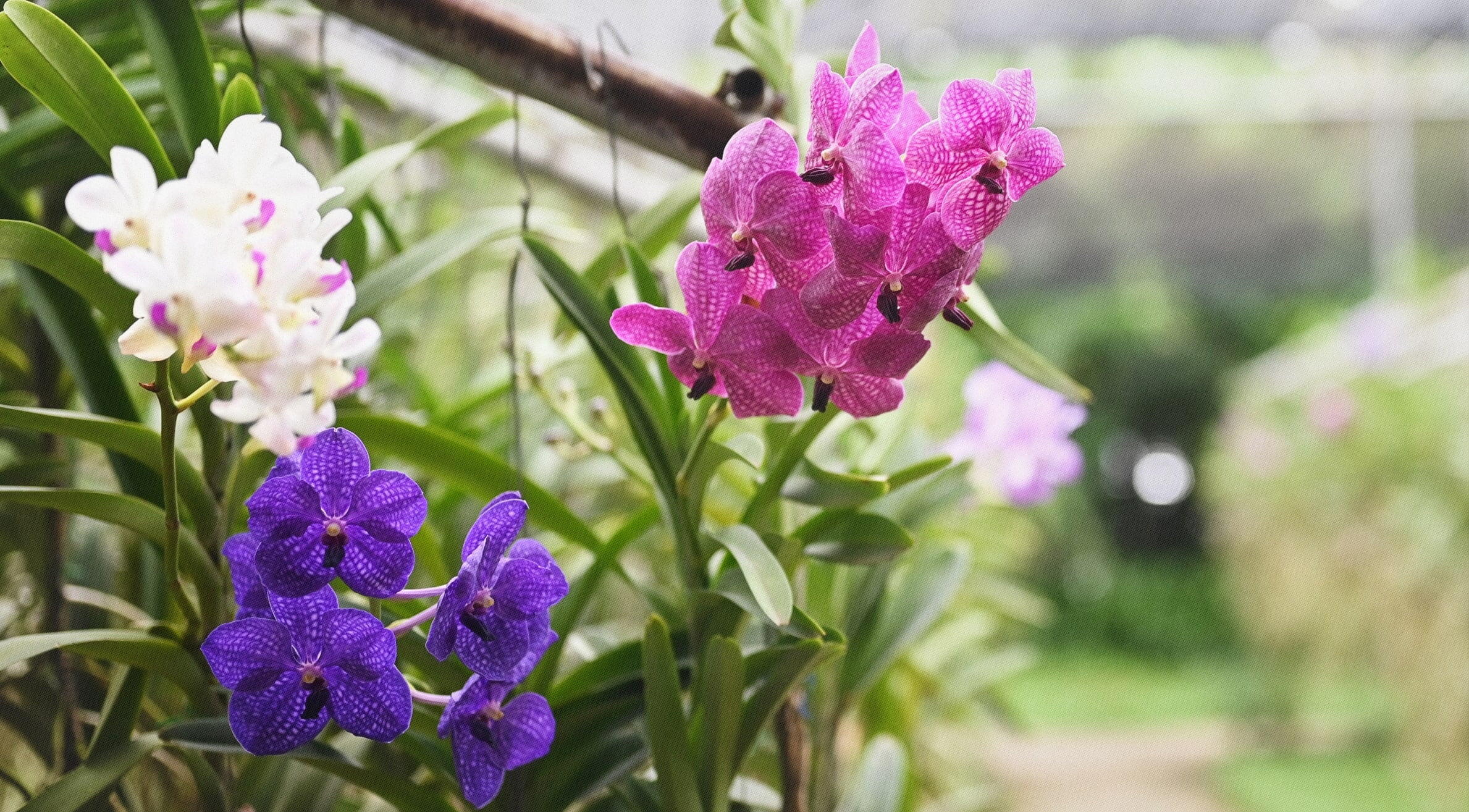 Orquídeas para o jardim e o quintal