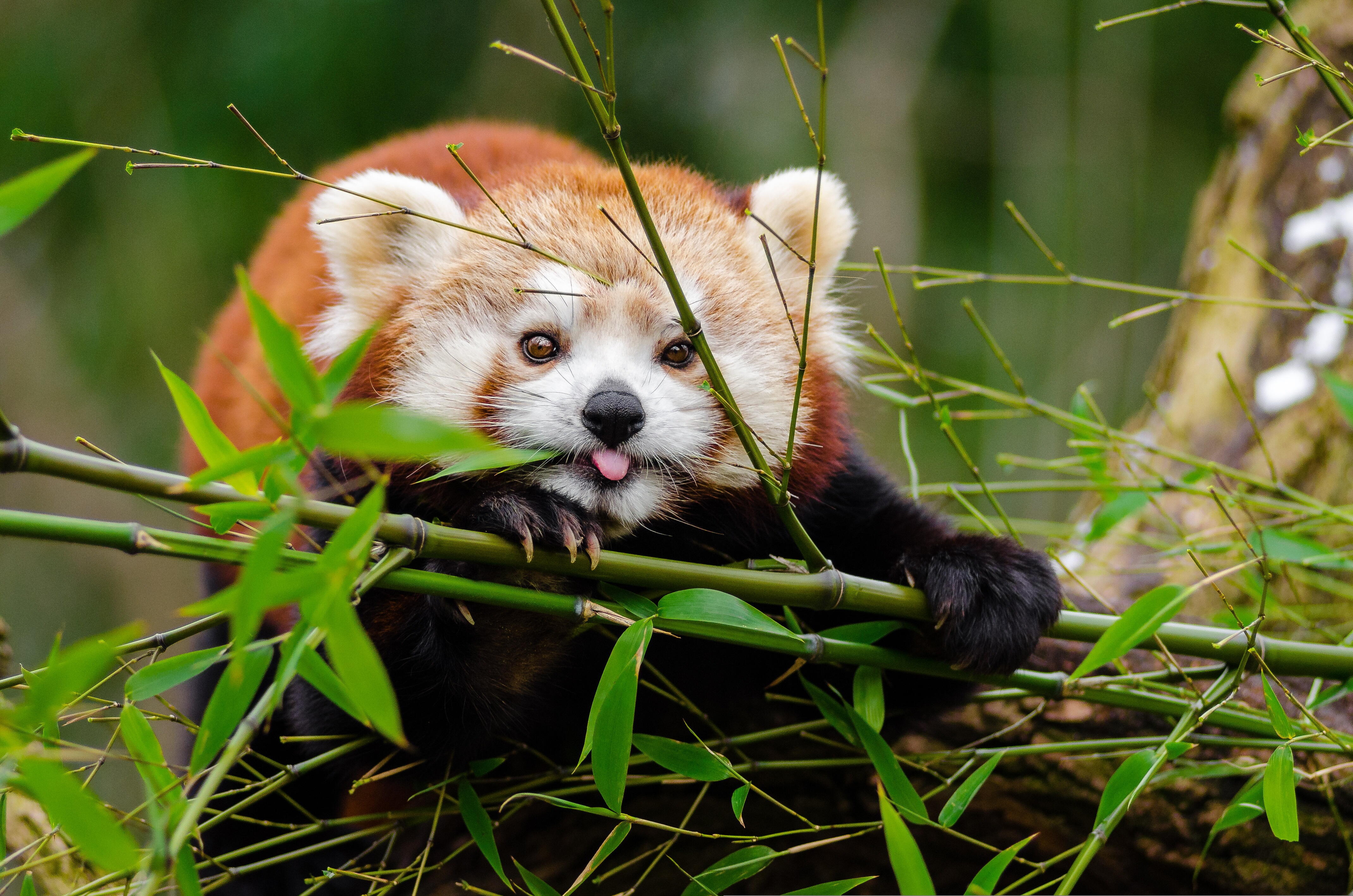 Panda-vermelho desfrutando da companhia de um bambu