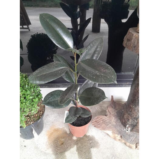 Ficus Elastica Burgandy