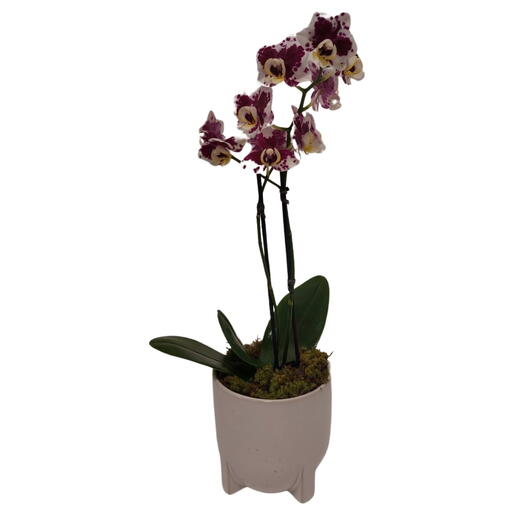 Mini Orquidea no Vaso de Cerâmica Branco