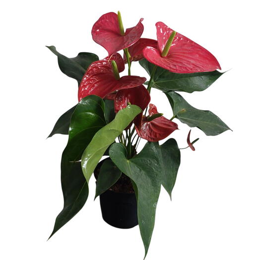 Vaso de Flores plantadas  Anturio