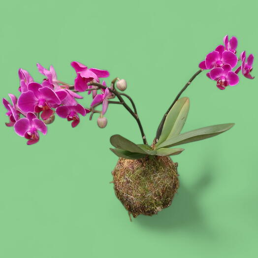 Kokedama Orquidea Pink