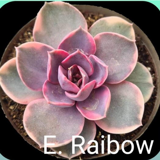 Suculenta E. Raibow