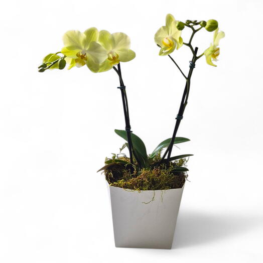 Mini Orquidea Amarela