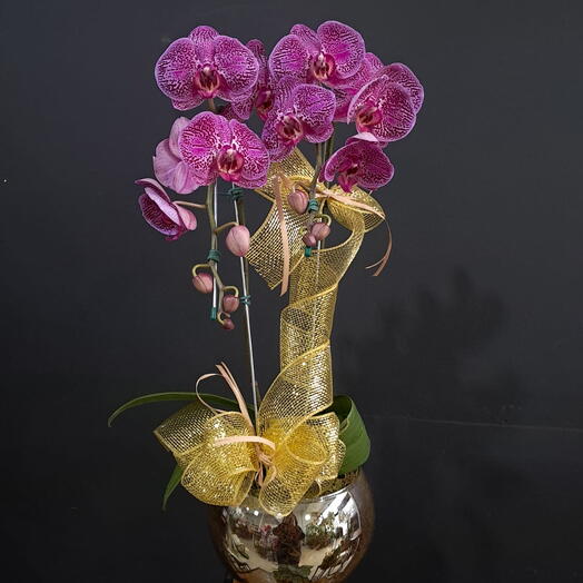 Orquidea Phaleanopsis 2 Hastes Roxa Perfilada  no Aquario Cromado