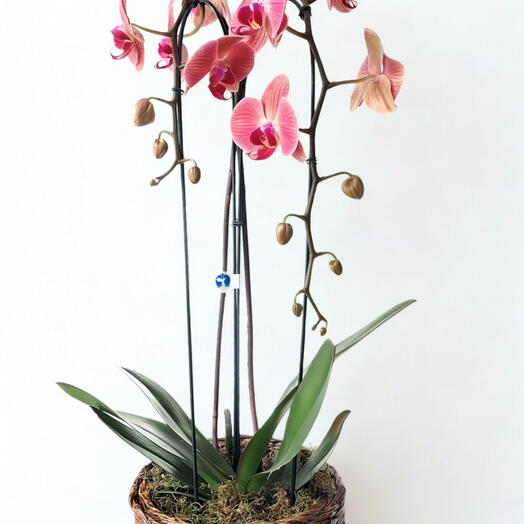 Orquidea no cachepot de Madeira