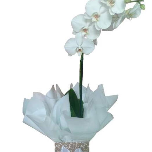Orquidea Phalaenopsis Branca