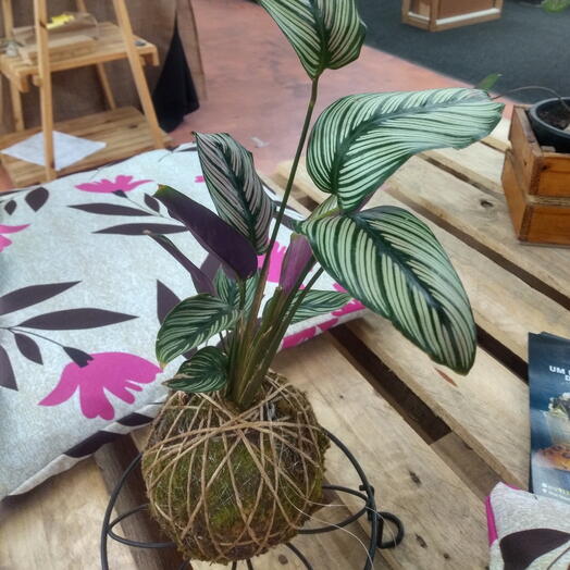 Kokedama de Maranta Riscada