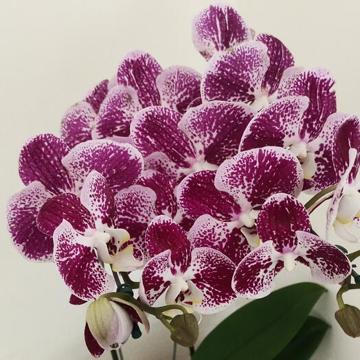 Orquidea phalaenopsis 2 hastes ( cores variadas)