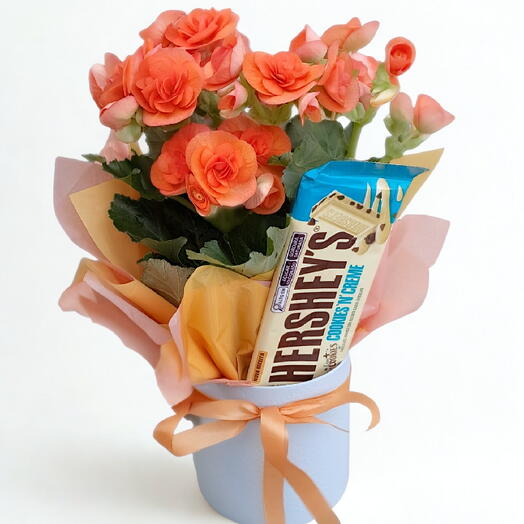 Mini Begonia + Chocolate