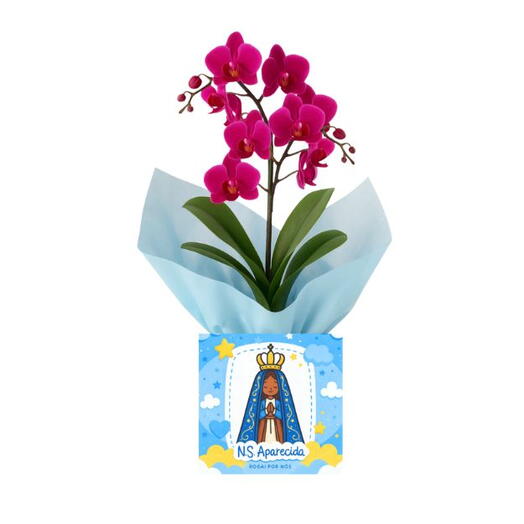 Arranjo de Orquidea pink no cachepo da Nossa Senhora de Aparecida