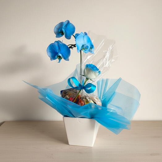 Orquidea azul com chocolate