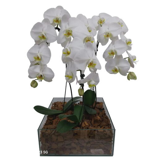 Kit com 3 Orquideas Phalaenopsis