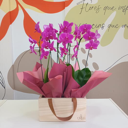 Orquideas na caixa