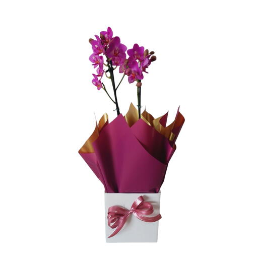 Orquidea midi pink