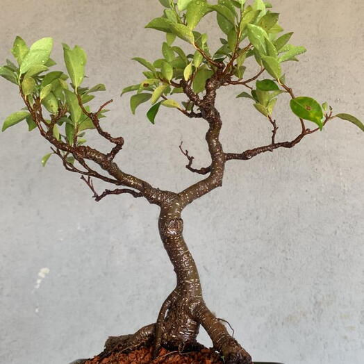 Bonsai ficus