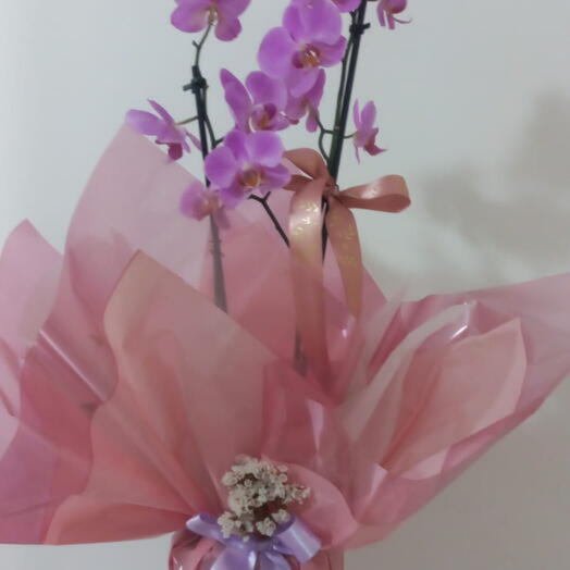 Orquidea para Presente