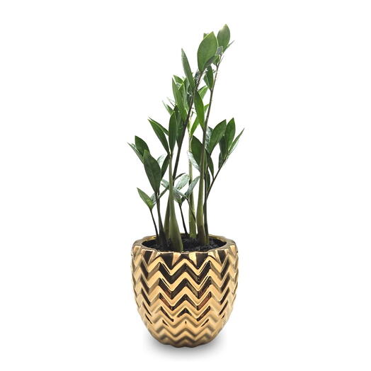 Cachepot em Cerâmica com Zamioculca (Planta da Fortuna)
