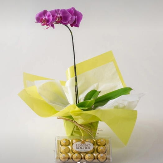 Orquidea phalaenopsis pink e chocolate