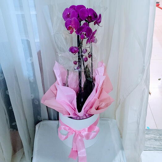 Orquidea Phaleanopsis cascata