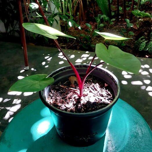 Alocasia Macrorrhiza ‘Black Stem  Muda