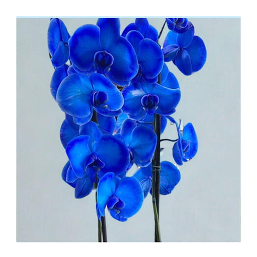 orquidea azul