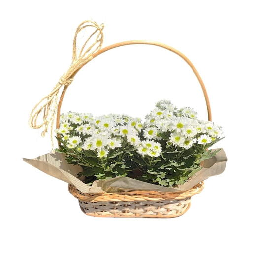 Margaridinhas Brancas na Cesta