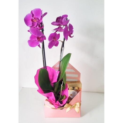 Envelope Orquidea com Ferreiro Rocher