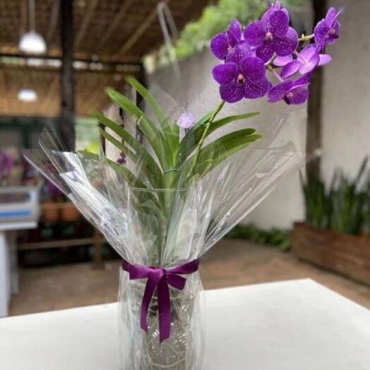 Orquidea vanda especie luxuosa no cilindro de vidro decorada para presente