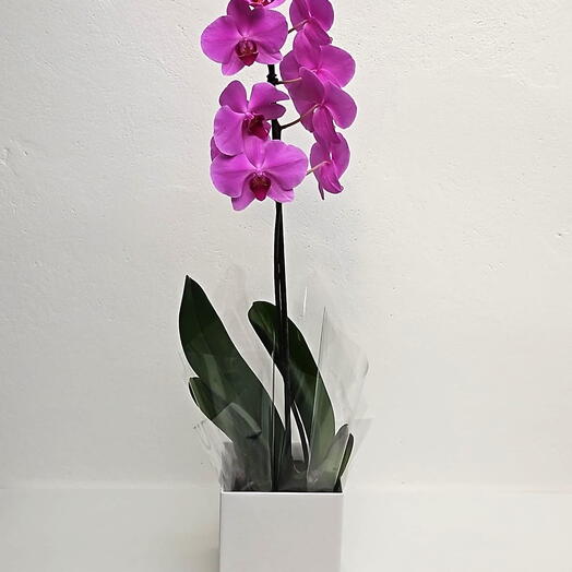 Box com Orquidea Phalaenopsis Pink