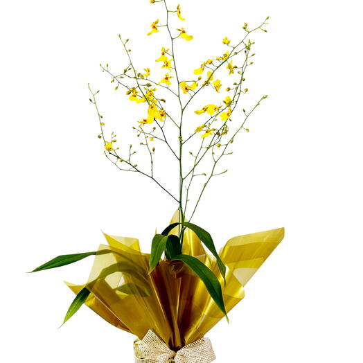 Orquidea chuva de ouro