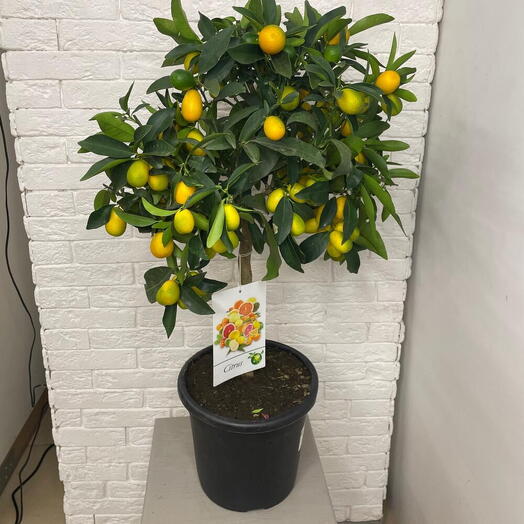 Planta de casa Citrofortunella Calamondin