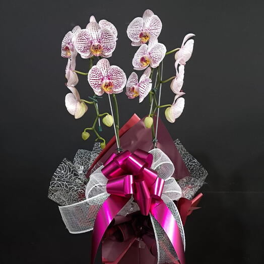 Orquidea Cascata Branca Perfilada
