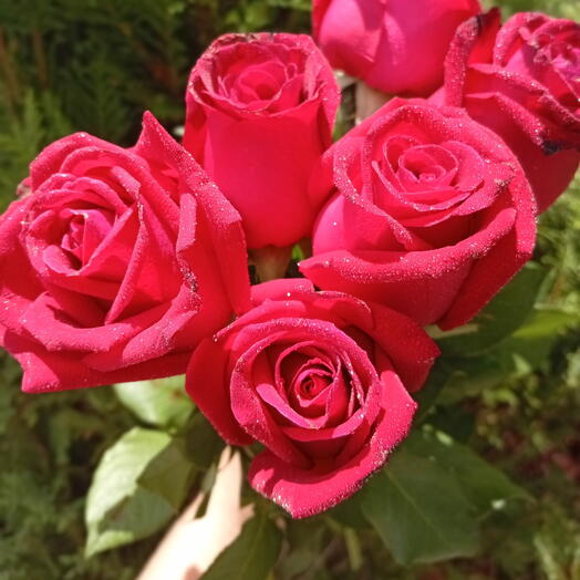 Rosas/petalas para banho - (branca , rosa, verif. chat)
