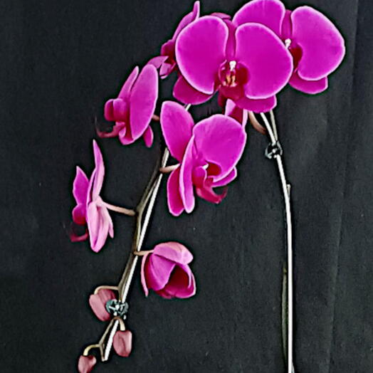 Orquidea phalaenopsis pink cascata no vidro aquario