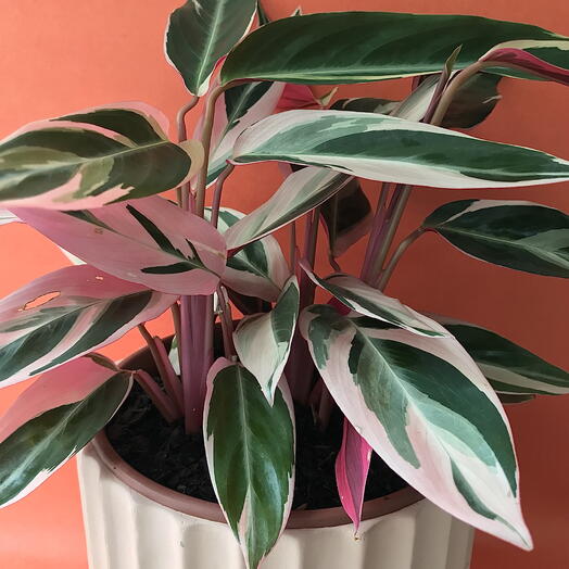 Maranta Triostar (Calathea Triostar)