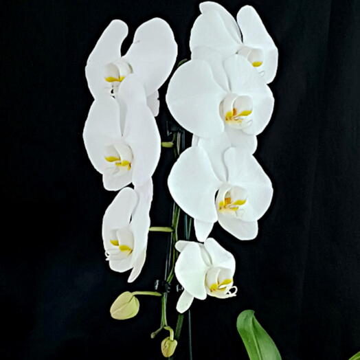 Orquidea phalaenopsis branca cascata no vidro aquario