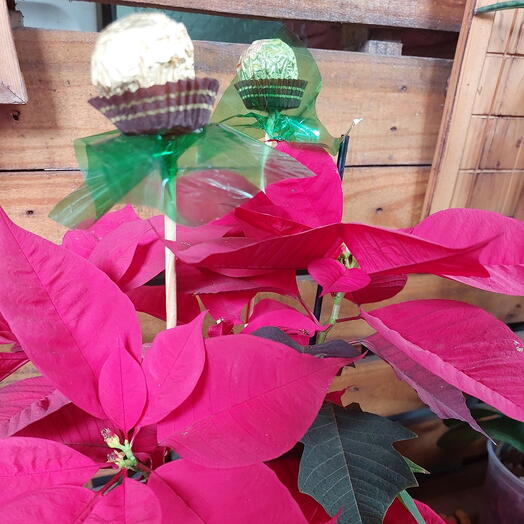 Cachepo Poinsettia c/bombom