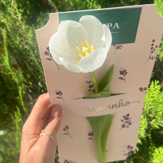 Tulipa Cartão