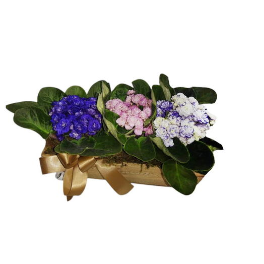 Arranjo plantado com 3 violetas