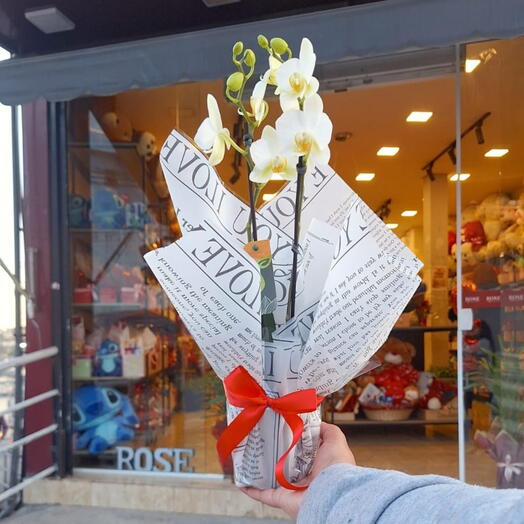 Mini Orquidea Branca