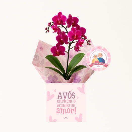 Especial Dia Dos Avos com Orquidea Pink