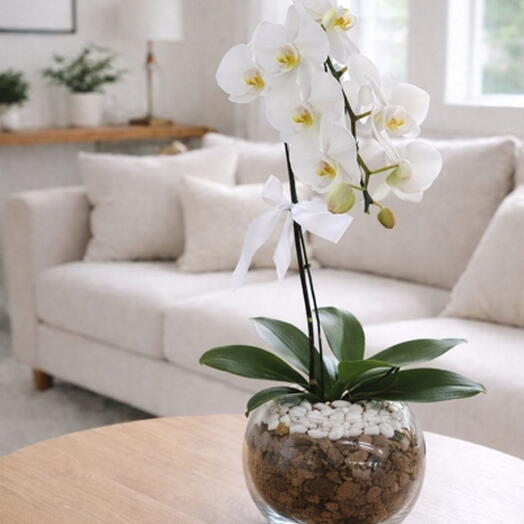 Orquidea Phalaenopsis Cascata