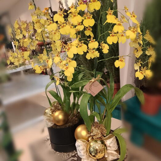 Box com orquidea chuva de ouro