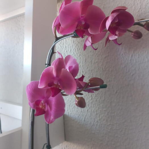 Orquidea  Phaleonopis 2A