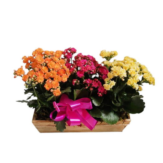 Lindas Rosas em Cachepot