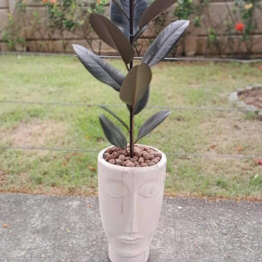 Conceito Ficus Elastic Burgandy