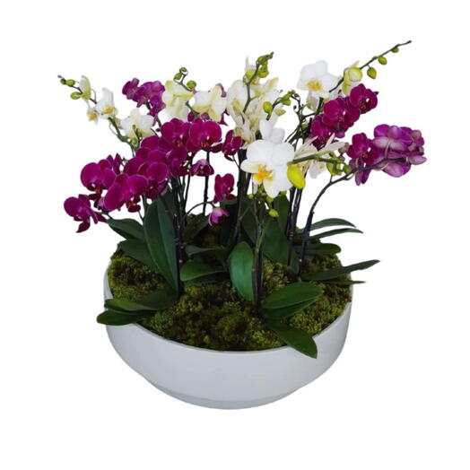 Arranjo com 8 orquideas