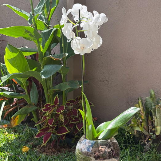 Orquidea Doce Elegância