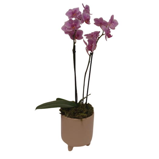 Mini Orquidea no Vaso de Cerâmica Rose